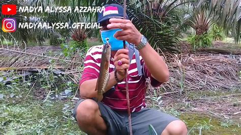 SENSASI STRIKE PREDATOR DI RAWA KANGKUNG YouTube