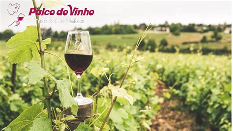 Taninos Guia Rápido Sobre A Importância Dos Taninos Nos Vinhos