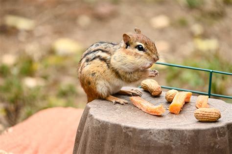 Streifenh Rnchen Nagetier Essen Kostenloses Foto Auf Pixabay Pixabay