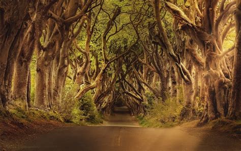 Mirkwood - Middle Earth Diaries