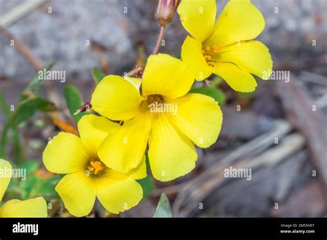 Oxalis Stricta Common Yellow Wood Sorrel During Spring Cape Town