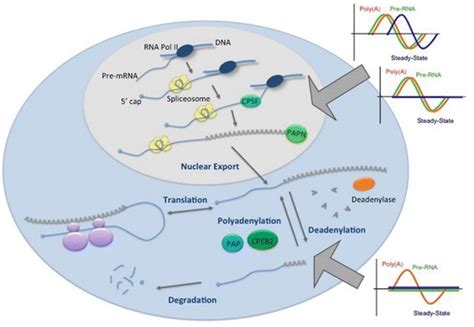 Fig Post Transcriptional Regulation Controls Expression At