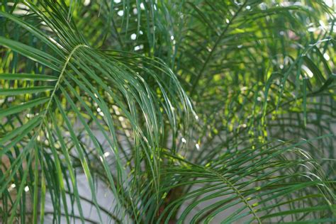 Queen Palm Plant Care And Growing Guide