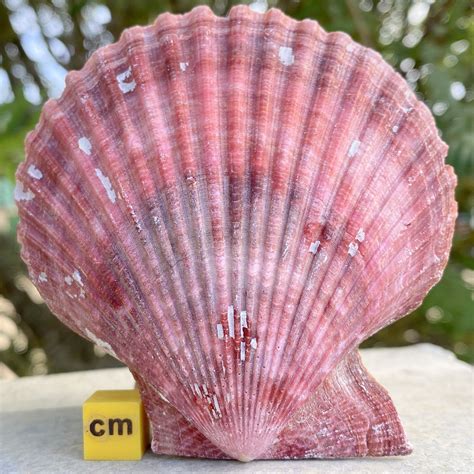 Scallop Natural Seashell All Of Our Seashells Are 100 Genuine From