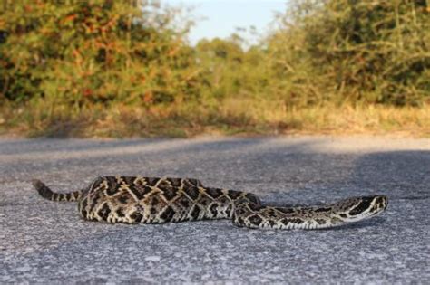 Eastern Diamond Backed Rattlesnake Florida Snake Id Guide
