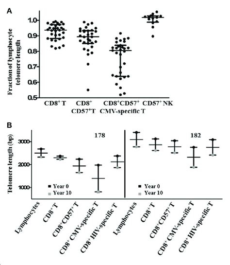 Subset Telomere Length Relative To The Lymphocyte Population A