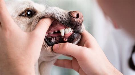 Saiba Como Prevenir E Tratar O T Rtaro Em Cachorros Sa De Portal Ig