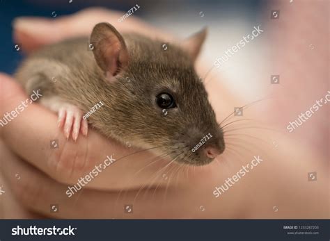 3955 Hands Holding Rat Images Stock Photos And Vectors Shutterstock