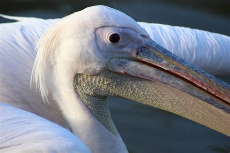 Pelican Bird Beak - Free photo on Pixabay - Pixabay