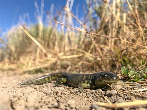 Tiger Salamander on Land image - Free stock photo - Public Domain photo