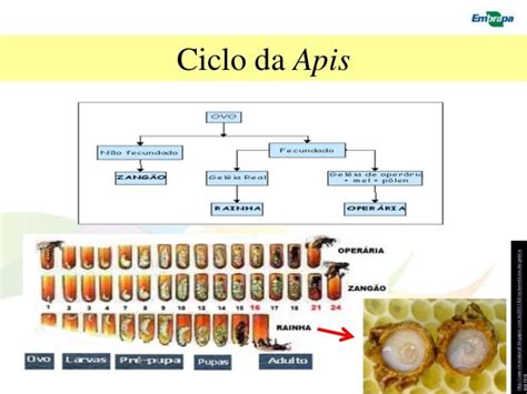 Biologia Das Abelhas