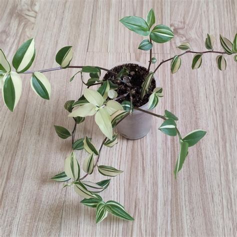 Традесканция Еллоу Хилл – купить в Москве, цена 100 руб., дата ...