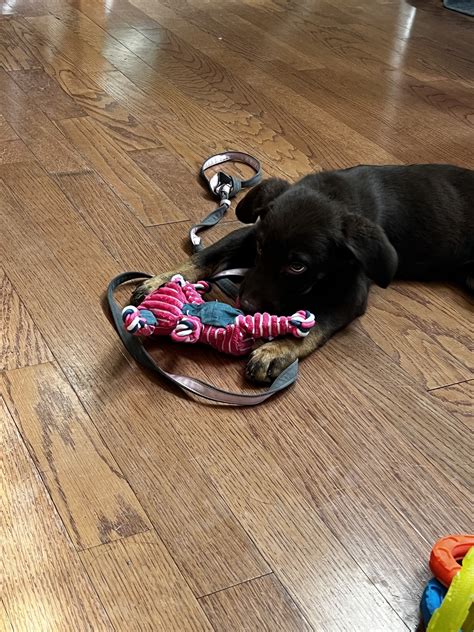 Koko journey to healthy happy & prominent life