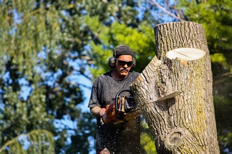 Solved Does Homeowners Insurance Cover Tree Removal Bob Vila