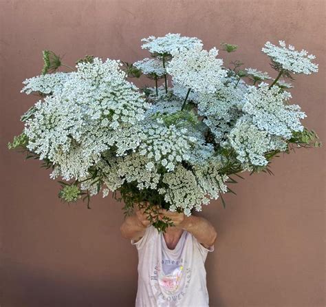 ammi henns flower farm