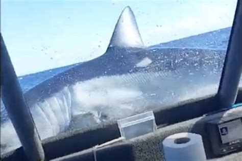Shark Jumping Out Of Water With Mouth Open Side View