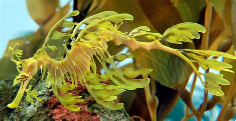 5 Hewan Dari Laut Dalam Ini Miliki Bentuk Yang Unik Biartauid