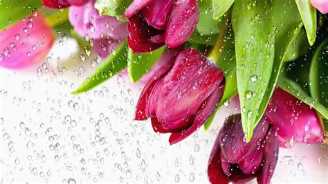 Tulips In The Rain HD desktop wallpaper : Widescreen : High Definition : Fullscreen