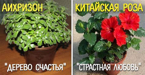 Комнатные растения для счастья и удачи — обзор, фото