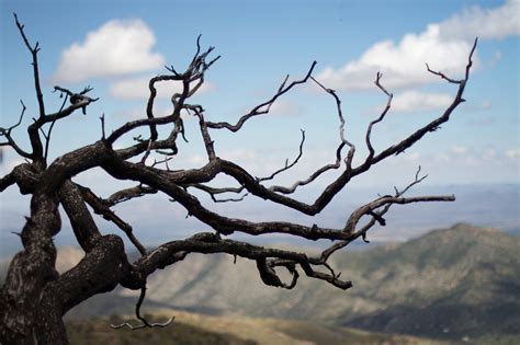 Free Images Tree Nature Branch Winter Sky Leaf Flower Twig