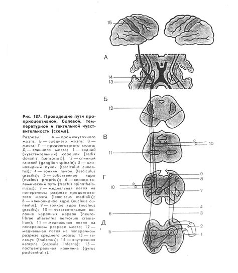Атлас Анатомия ЦНС