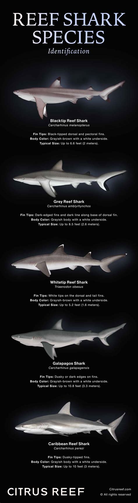 reef shark species identifying   types citrus reef