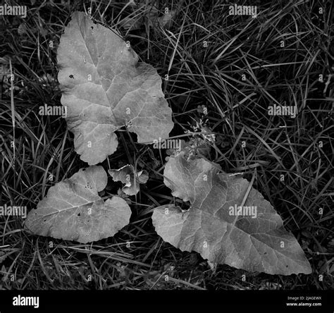 green leaves  black  white stock  images alamy