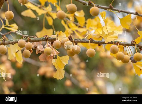 maidenhair tree, Ginkgo Tree, Gingko Tree, Ginko Tree (Ginkgo biloba ...