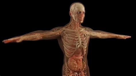Qual Parte Do Corpo Humano Nao Recebe Sangue - 6