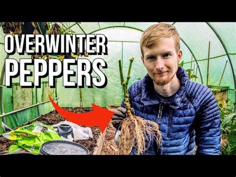 Overwintering Pepper Plants Grow In Your Garden Year After Year Youtube