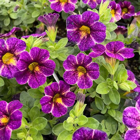 Chameleon Blackberry Pie Calibrachoa (Million Bells) – Southern Idaho