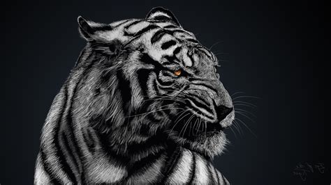 Tiger Face Black And White Wallpaper - Rizop