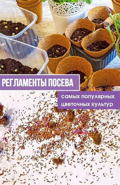 Регламенты посева самых популярных цветочных культур | Семена цветов ...