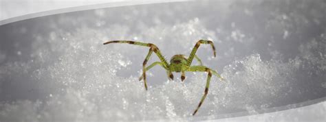 The Most Dangerous Spiders In Canada