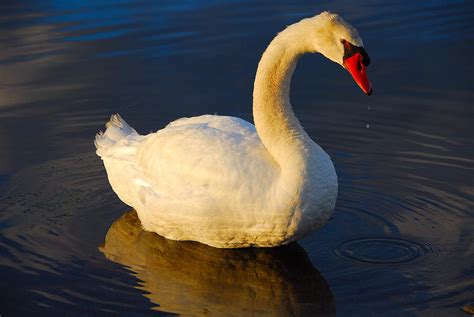 Swan Beauty Photograph by AnnaJanessa PhotoArt - Fine Art America