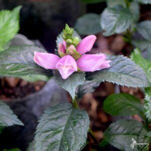 Chelone Lyonii Hot Lips 1 Hot Lips Pink Turtlehead Scioto Gardens Nursery