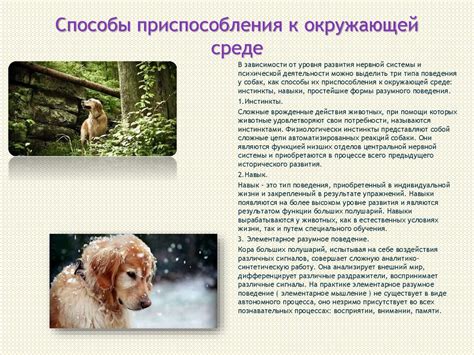 Поведение собак - презентация онлайн
