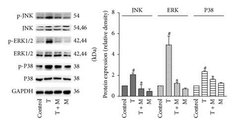 Treatment With Morin Suppressed The Activation Of The Erk Jnk And P38