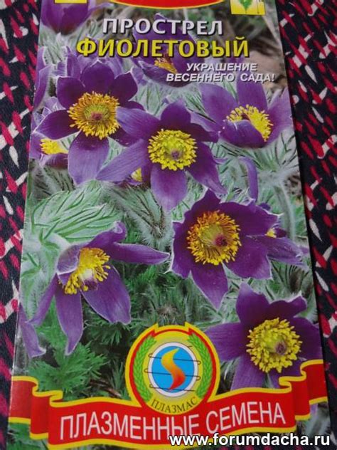 Плазменные семена. Фотоотчет выросших семян