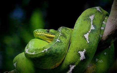 Nova espécie de sucuri descoberta na Amazônia durante gravação de série