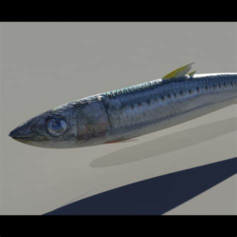 Animated School Of Sardine Fishes Swimming Type 1 3d Model 10 C4d