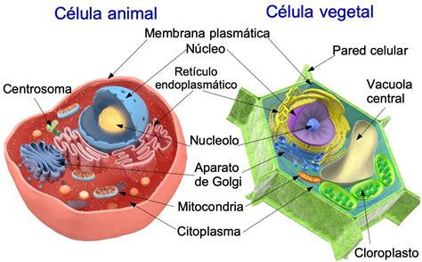 Qual A Diferença Entre Célula Animal E Célula Vegetal