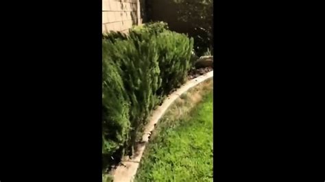 RISKY SEX IN MY NEIGHBORS BACKYARD WITH MY GIRLFRIEND Raissa Conte