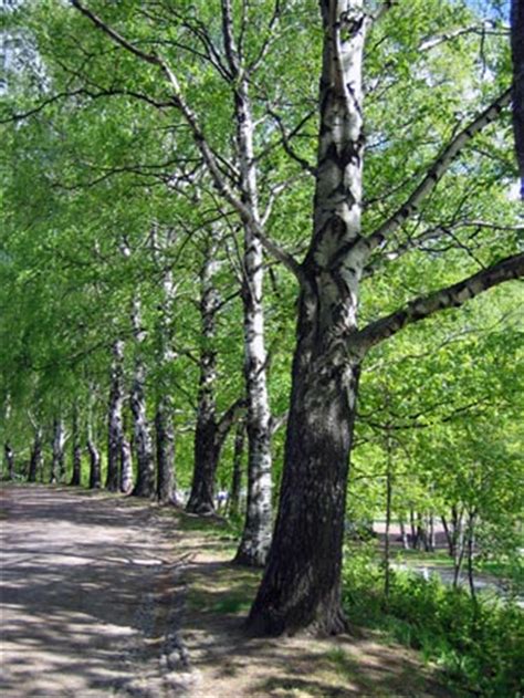 Береза (Birch), дерево берёза, древесина березы