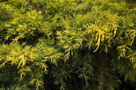 Pine Bush Stock Image Image Of Plant Bright Outdoor 88633929