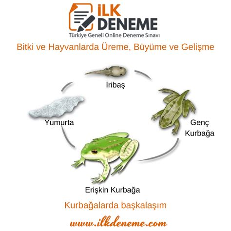 Bitki ve Hayvanlarda Üreme Büyüme ve Gelişme Konu Anlatımı 7 Sınıf