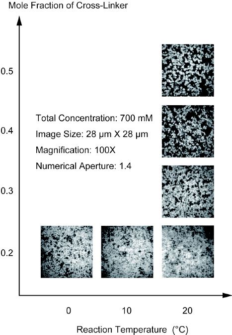 The confocal laser scanning microscope (CLSM) images of the opaque ...
