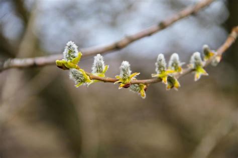 Premium Photo Pussy Willow Branch On Early Spring