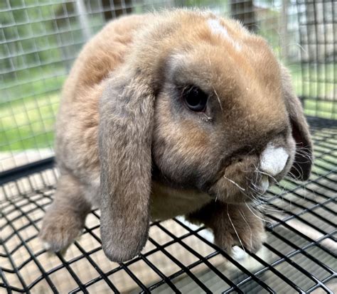 Rabbits for sale — Sweet Huckleberry Farm