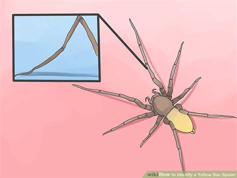 How to Identify a Yellow Sac Spider: 13 Steps - wikiHow